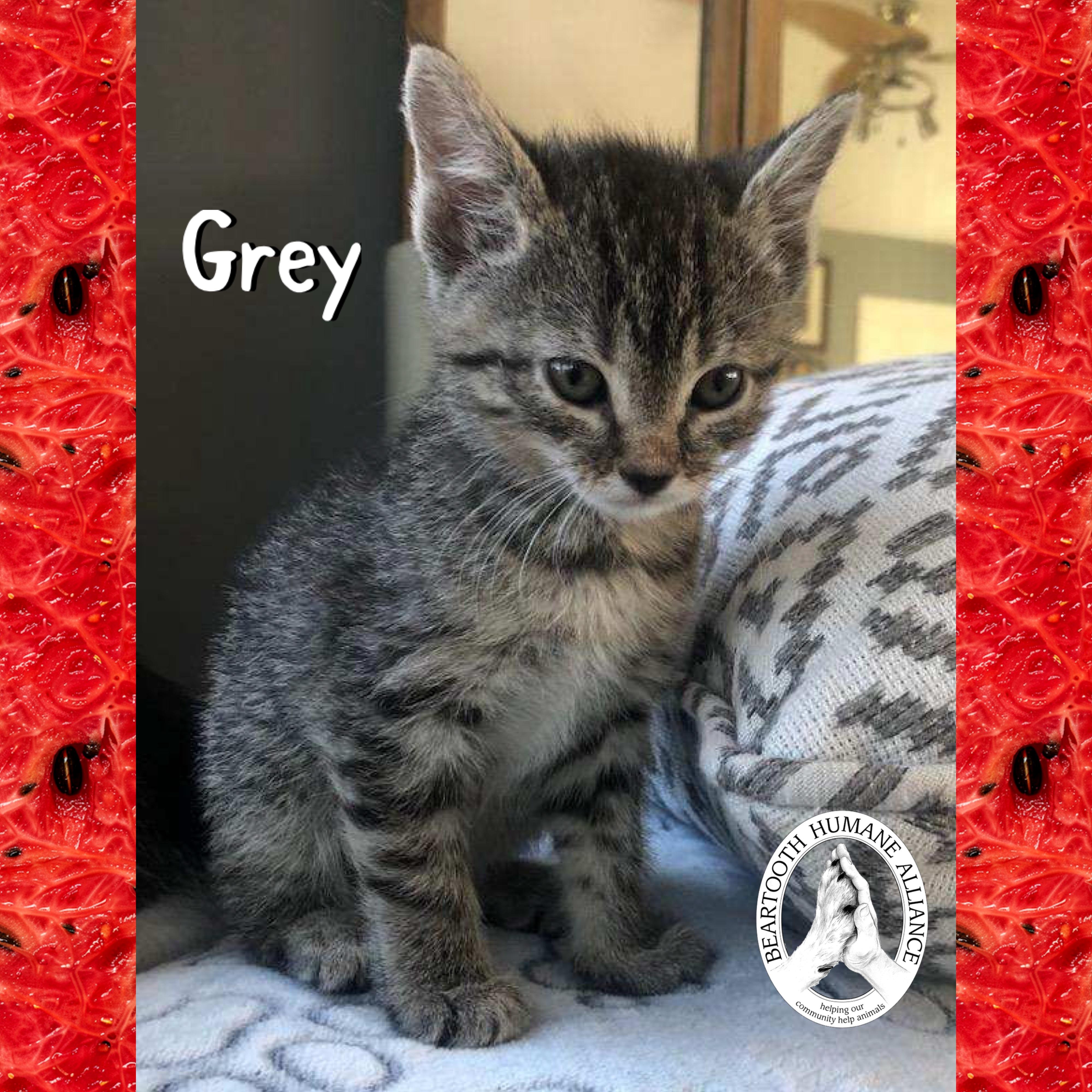Grey, Baby Female unknown