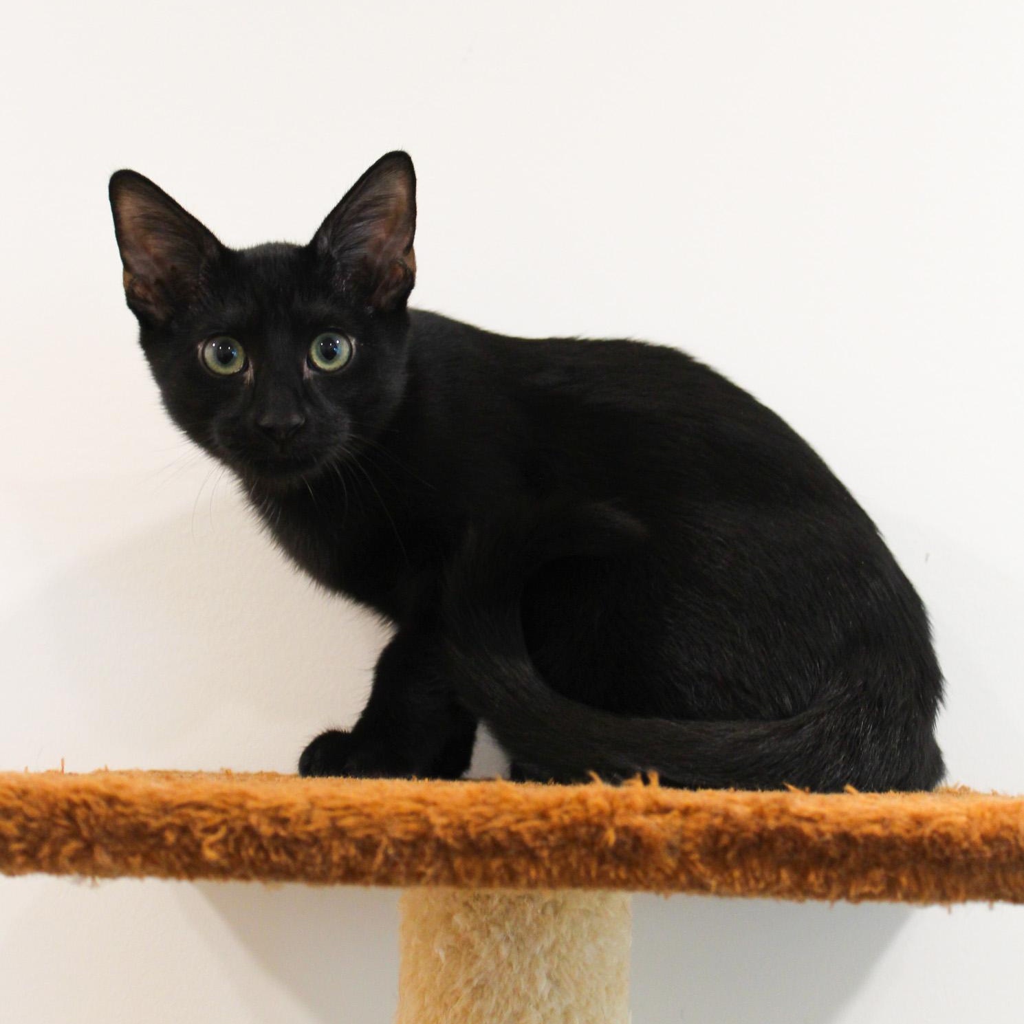 Clint, Adoptable, Young Male Domestic Short Hair.