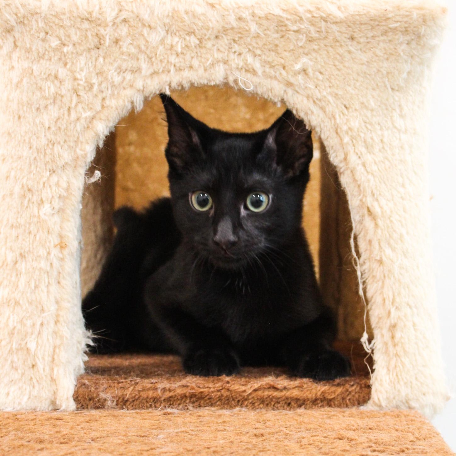 Enlarge Clint, a Adoptable Domestic Short Hair in Newport Beach, CA image 2/2