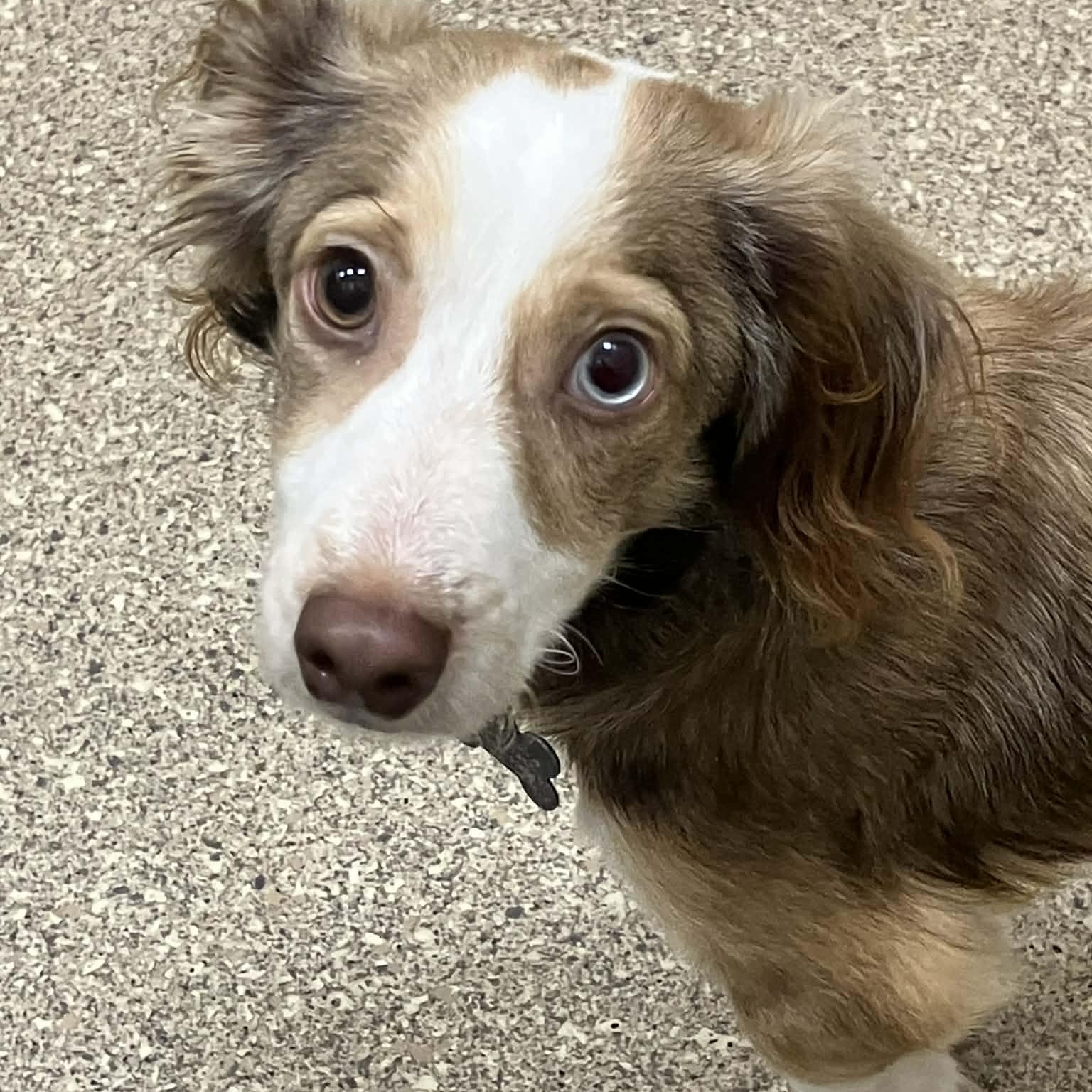 Enlarge CAJUN, an adoptable Dachshund (Miniature Long Haired) in Marana, AZ image 1/2