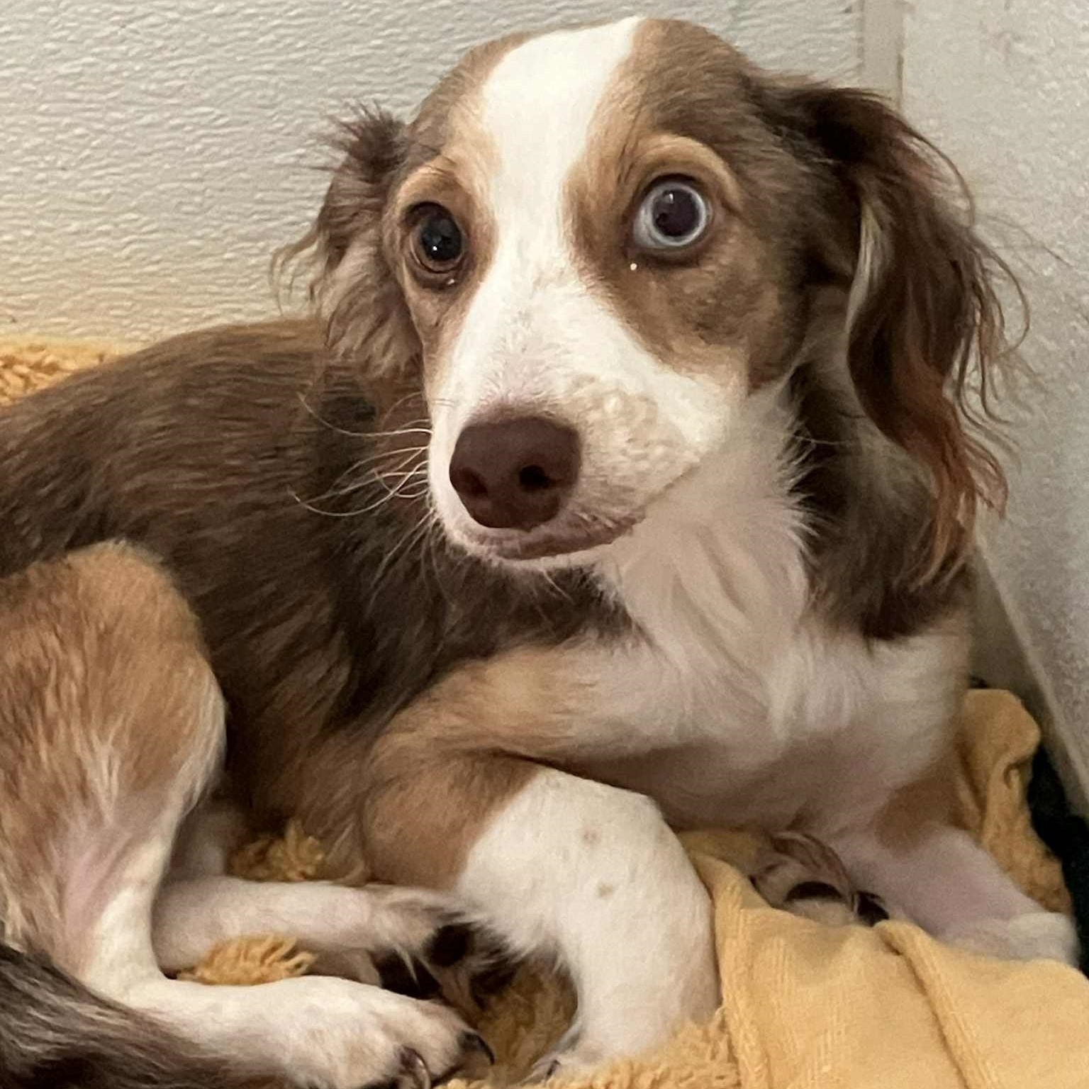 Enlarge CAJUN, an adoptable Dachshund (Miniature Long Haired) in Marana, AZ image 2/2