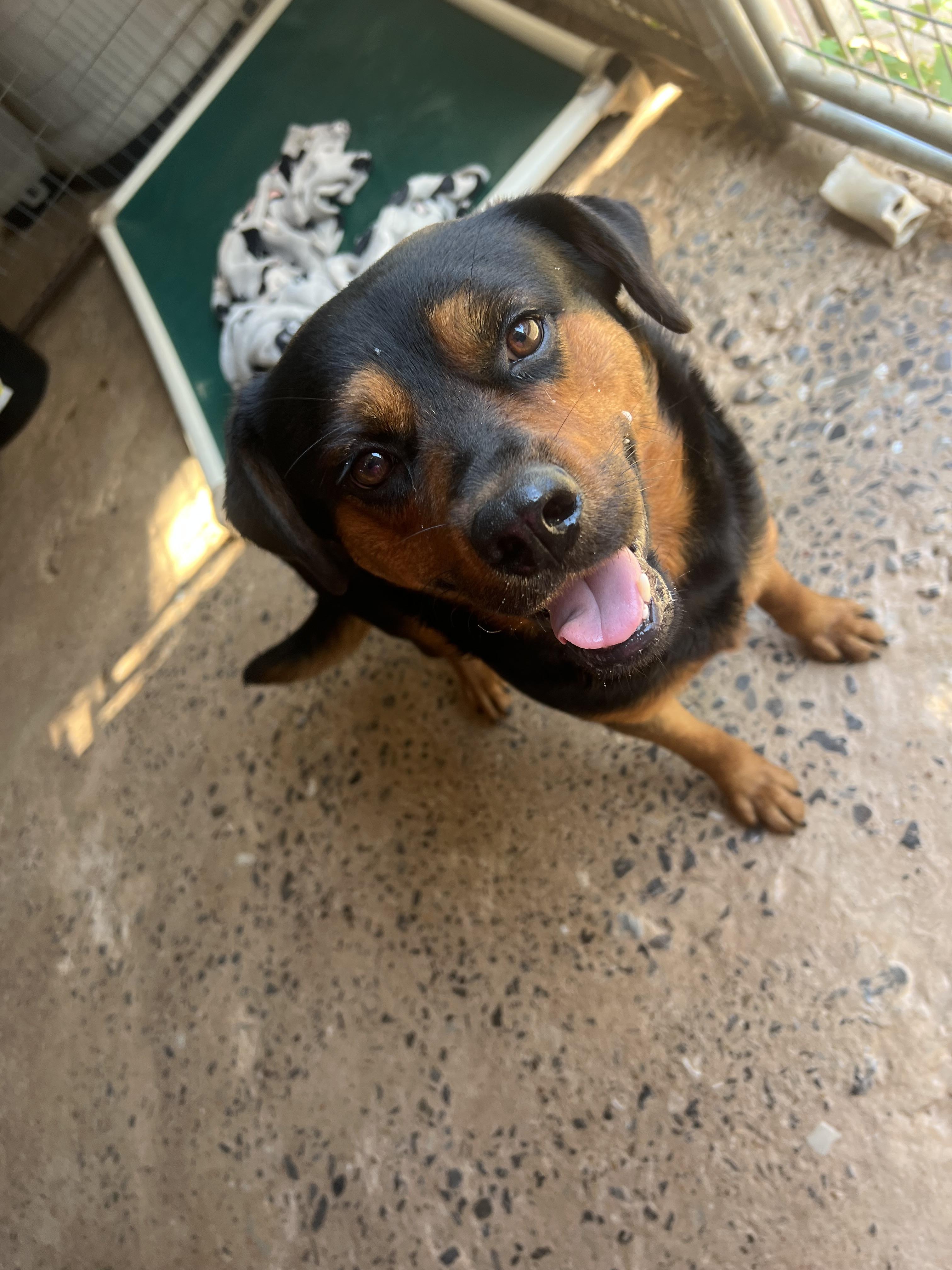 Kobe, a ADOPTABLE mixed breed in Carnegie, OK image 2/3