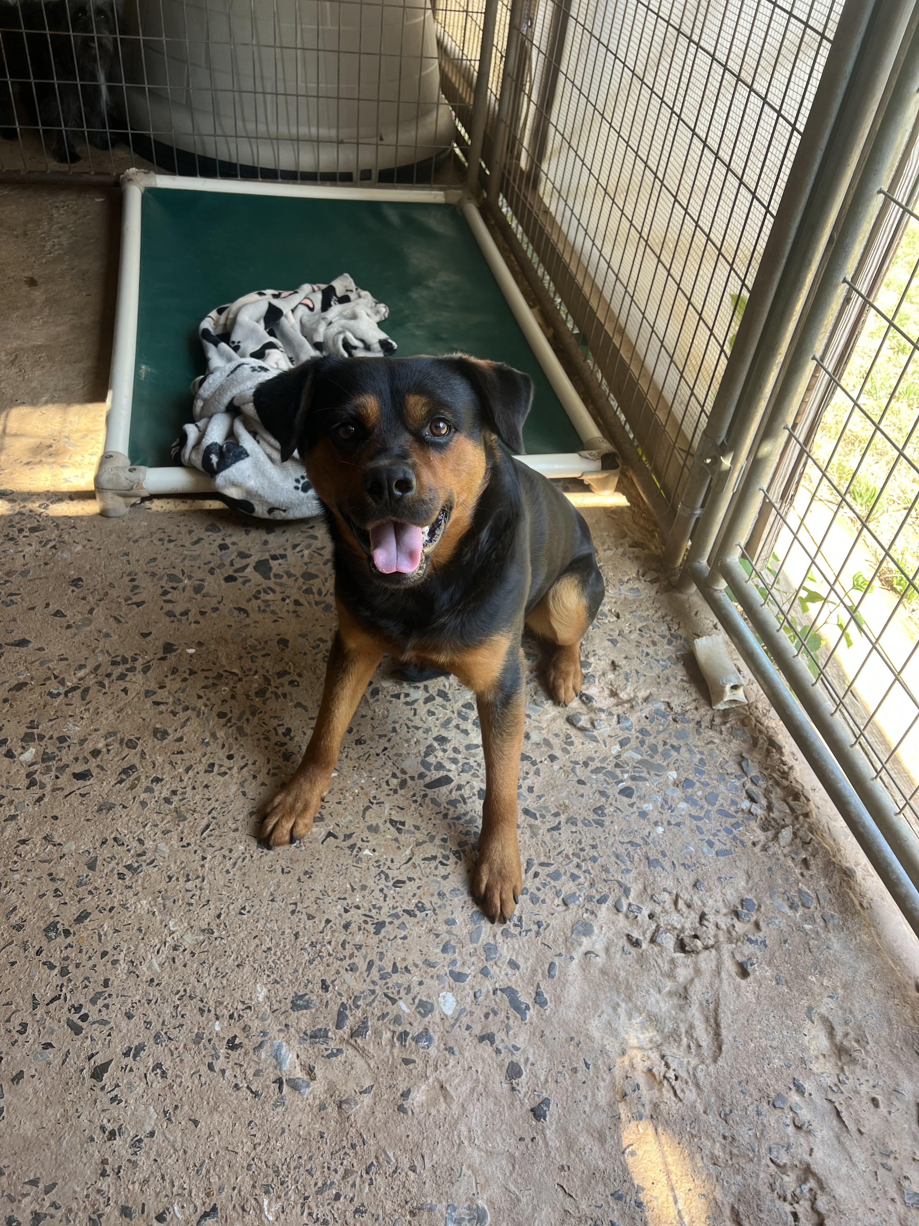 Kobe, ADOPTABLE, Adult Male Rottweiler.