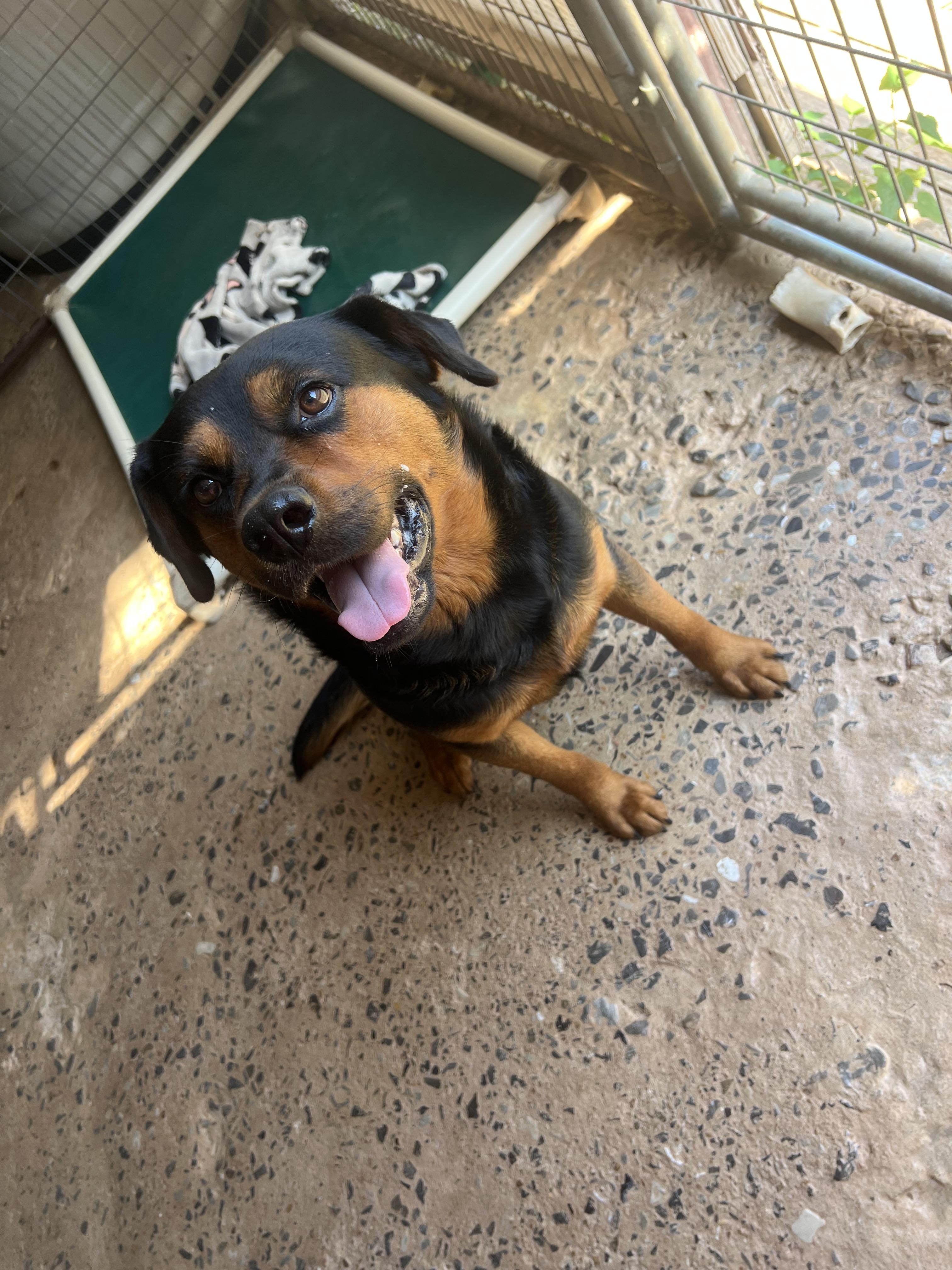 Kobe, a ADOPTABLE mixed breed in Carnegie, OK image 3/3