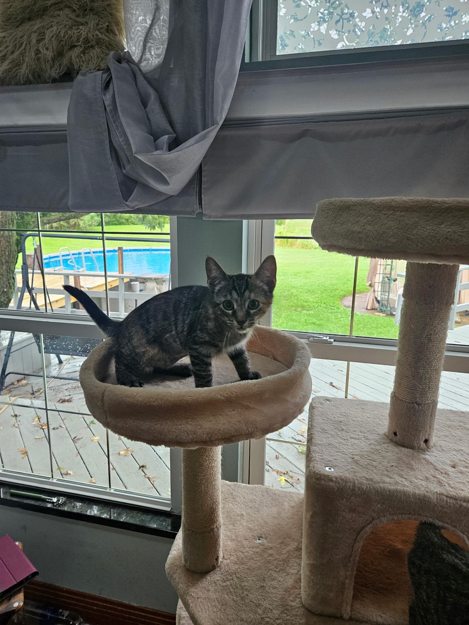 Ziggy, ADOPTABLE, Kitten Male Domestic Short Hair.