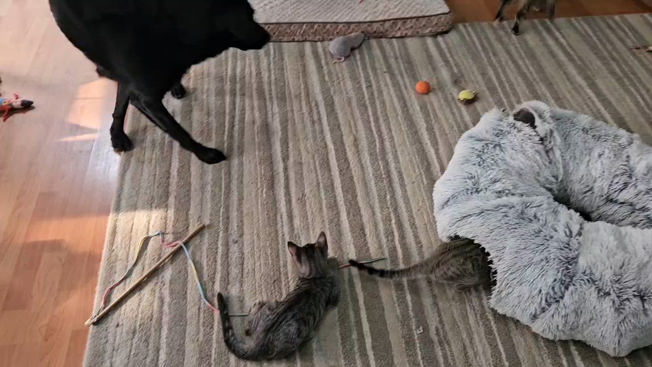 Enlarge Ziggy, a ADOPTABLE Domestic Short Hair in Oberlin, OH video 3/3
