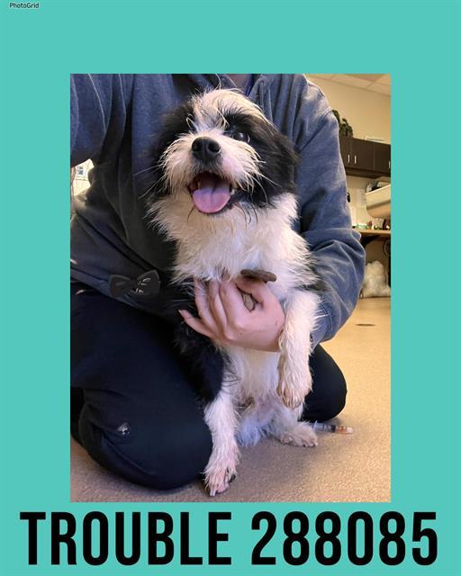 TROUBLE, Adoptable, Adult Male Mixed Breed.