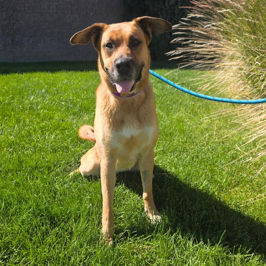 Enlarge Maggie (Tricky), a Adoptable mixed breed in Great Falls, MT image 1/3
