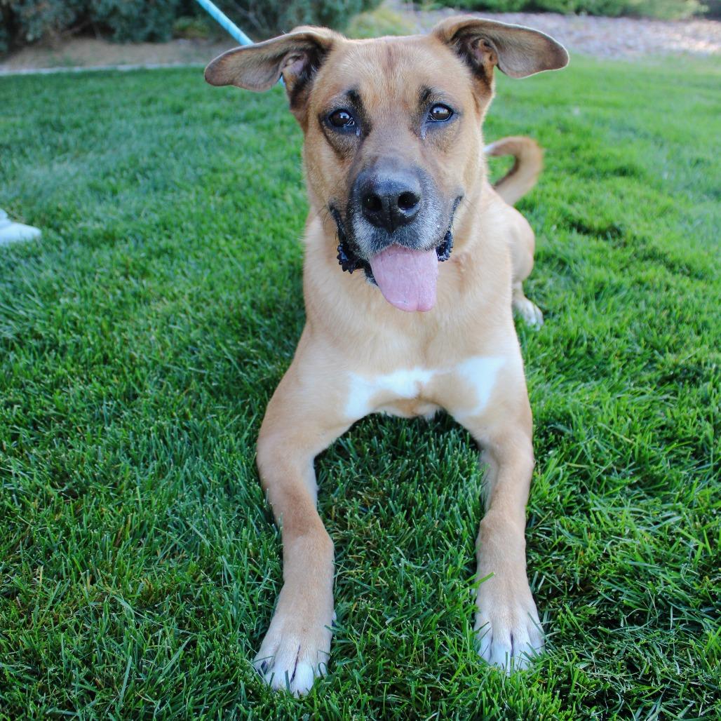 Maggie (Tricky), Adoptable, Adult Female Belgian Shepherd / Malinois & Mixed Breed.