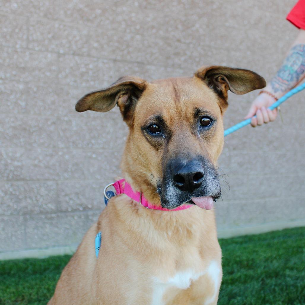 Enlarge Maggie (Tricky), a Adoptable mixed breed in Great Falls, MT image 2/3
