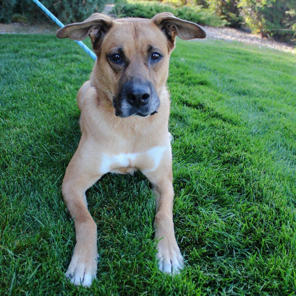 Enlarge Maggie (Tricky), a Adoptable mixed breed in Great Falls, MT image 3/3