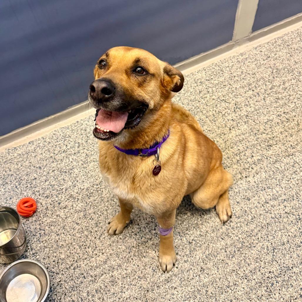 Enlarge Maggie (Tricky), a Adoptable mixed breed in Great Falls, MT image 2/3