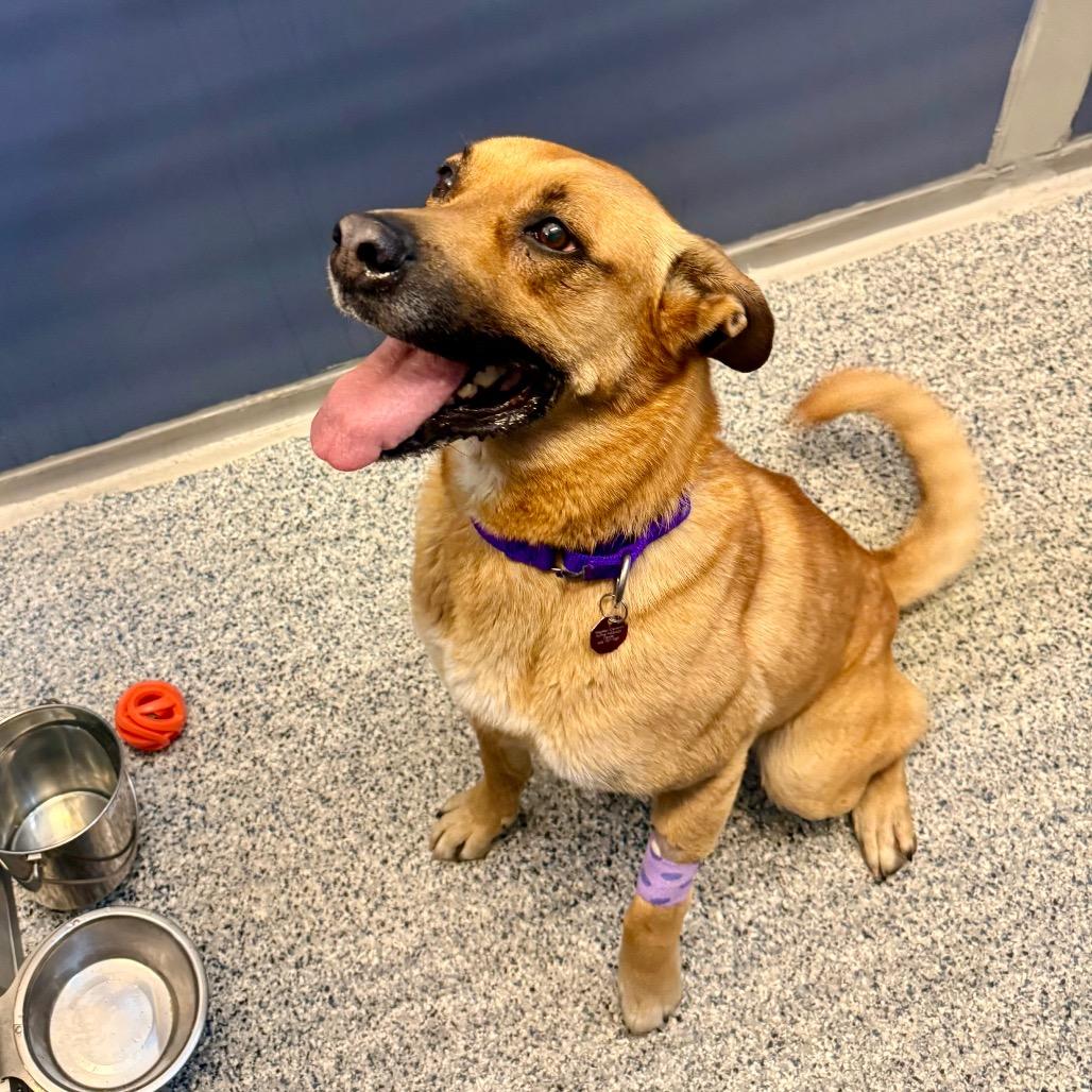 Enlarge Maggie (Tricky), a Adoptable mixed breed in Great Falls, MT image 3/3
