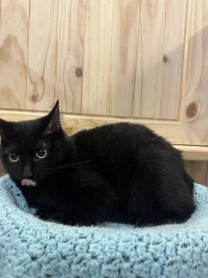 Sally, Adoptable, Young Female Domestic Short Hair.