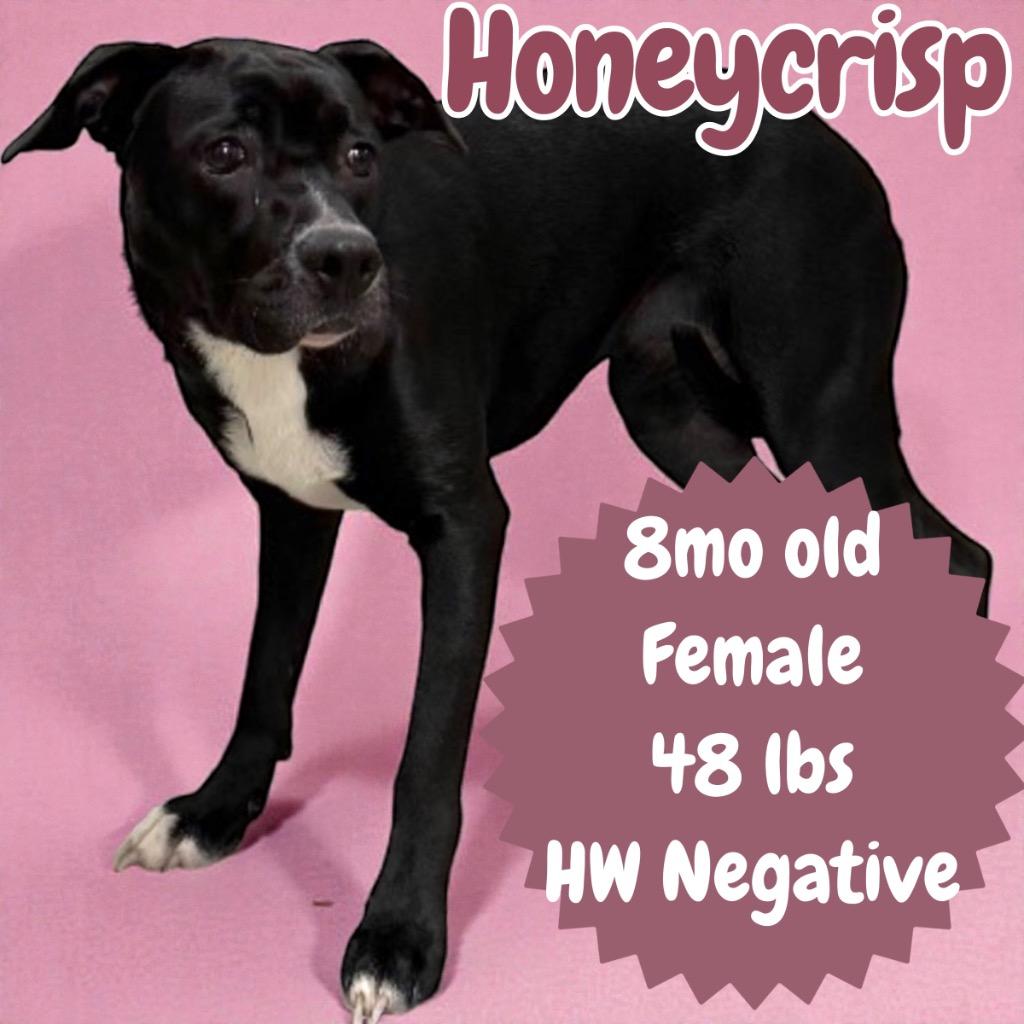 Enlarge Honeycrisp, a Adoptable mixed breed in Sorrento, LA image 1/2