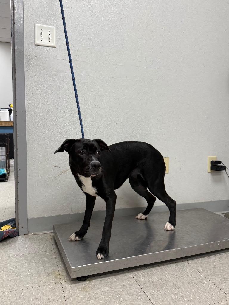 Enlarge Honeycrisp, a Adoptable mixed breed in Sorrento, LA image 2/2