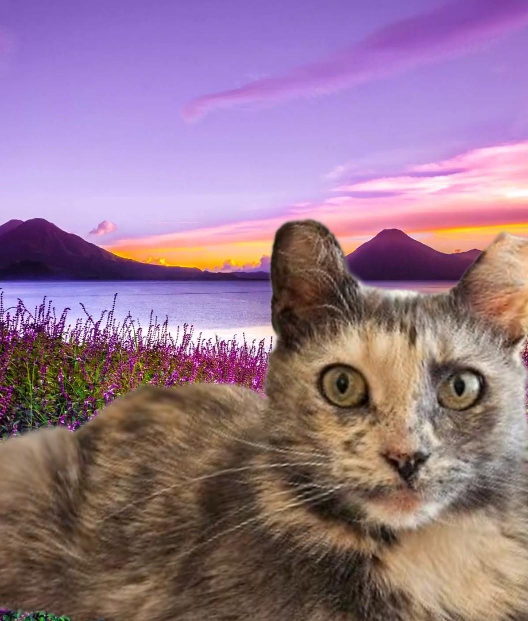 Enlarge MEET NUTMEG ...IVE NEVER HAD A HOME...CAN  YOU FIX THAT? YOUNG DILUTE TORTOISESHELL LOOKING FOR LOVE, a Adopted mixed breed in London, ON image 1/6