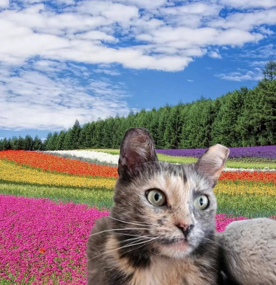 Enlarge MEET NUTMEG ...IVE NEVER HAD A HOME...CAN  YOU FIX THAT? YOUNG DILUTE TORTOISESHELL LOOKING FOR LOVE, a Adopted mixed breed in London, ON image 4/6