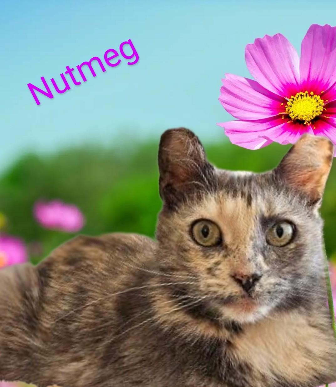 Enlarge MEET NUTMEG ...IVE NEVER HAD A HOME...CAN  YOU FIX THAT? YOUNG DILUTE TORTOISESHELL LOOKING FOR LOVE, a Adopted mixed breed in London, ON image 5/6