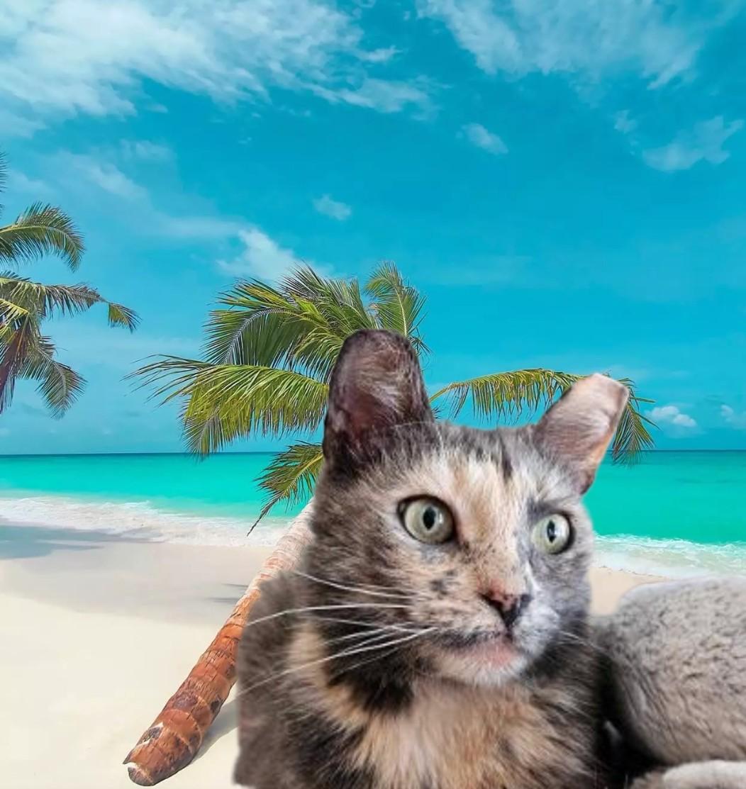 Enlarge MEET NUTMEG ...IVE NEVER HAD A HOME...CAN  YOU FIX THAT? YOUNG DILUTE TORTOISESHELL LOOKING FOR LOVE, a Adopted mixed breed in London, ON image 6/6