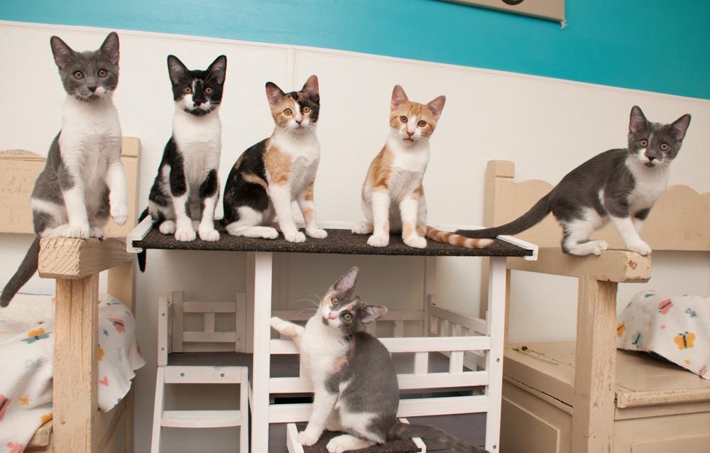 Enlarge Kafa (gets adopted with Elvis), a Adoptable Domestic Short Hair in Westminster, CO image 6/6