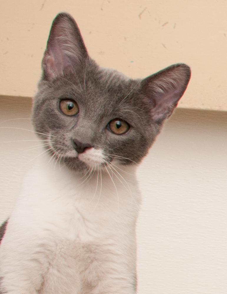 Kafa (gets adopted with Elvis), Adoptable, Kitten Male Domestic Short Hair.