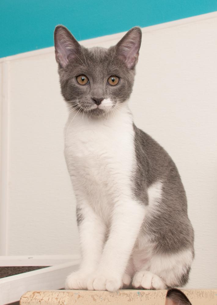 Enlarge Kafa (gets adopted with Elvis), a Adoptable Domestic Short Hair in Westminster, CO image 3/6