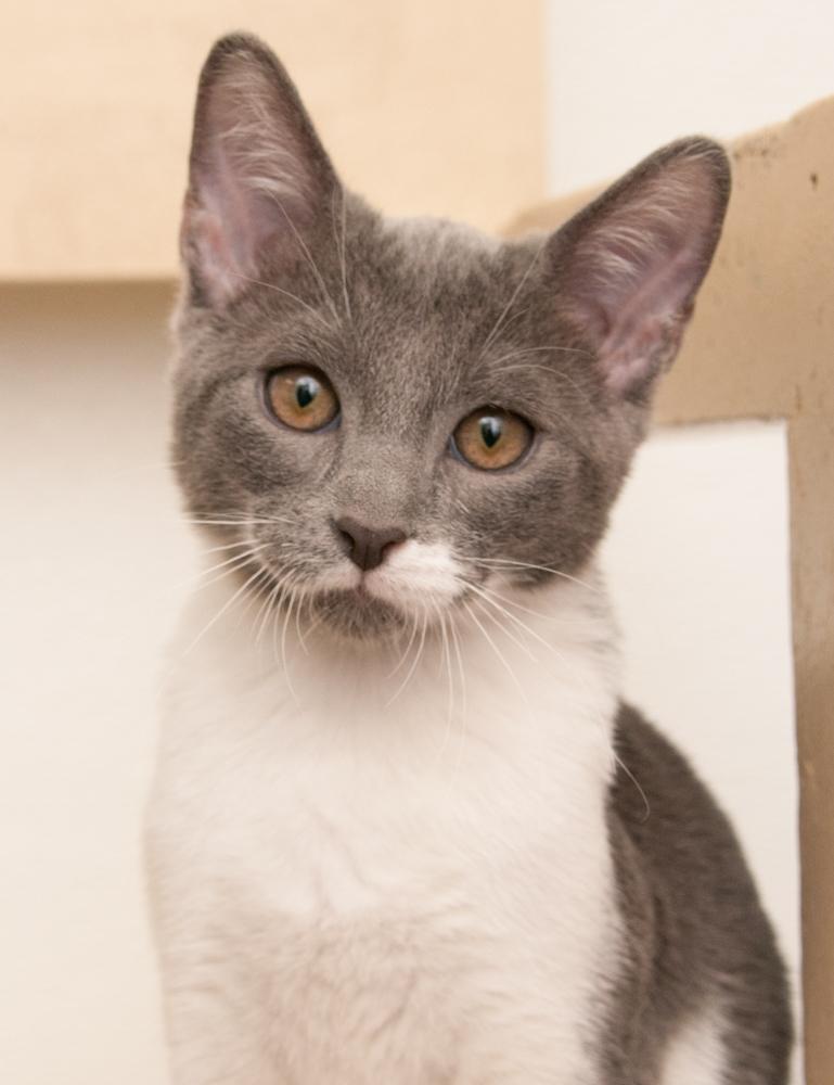 Enlarge Kafa (gets adopted with Elvis), a Adoptable Domestic Short Hair in Westminster, CO image 2/6