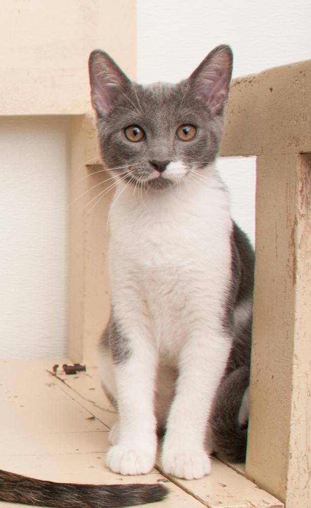 Enlarge Kafa (gets adopted with Elvis), a Adoptable Domestic Short Hair in Westminster, CO image 5/6
