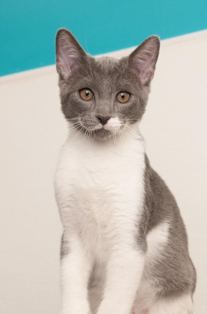 Enlarge Kafa (gets adopted with Elvis), a Adoptable Domestic Short Hair in Westminster, CO image 4/6