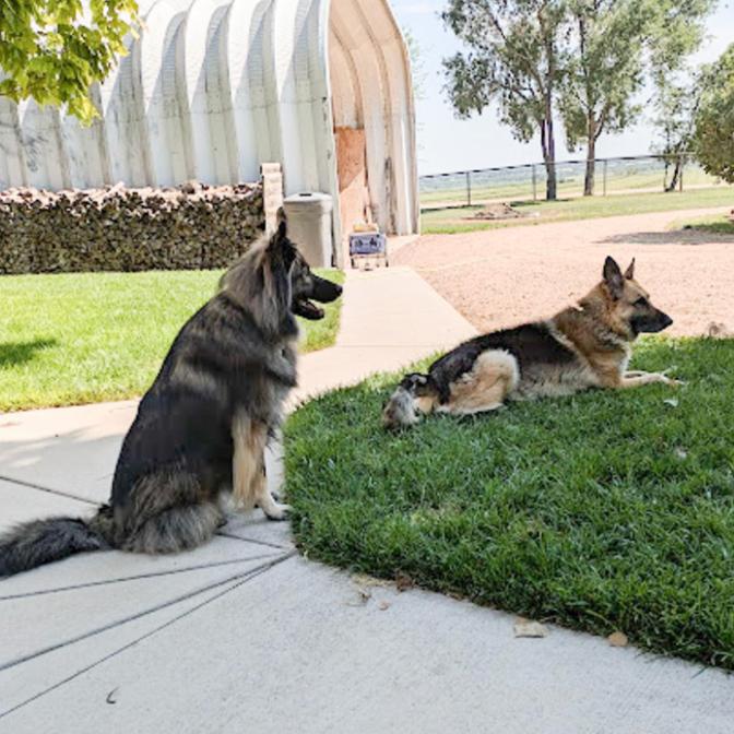 Enlarge Smokie- Referral all mixed up dog rescue, a Adoptable mixed breed in Lakewood, CO image 2/3