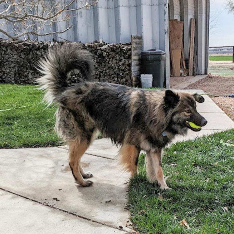 Enlarge Smokie- Referral all mixed up dog rescue, a Adoptable mixed breed in Lakewood, CO image 3/3