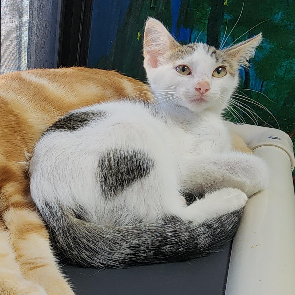 Marty McFly, Adoptable, Kitten Male Domestic Short Hair.