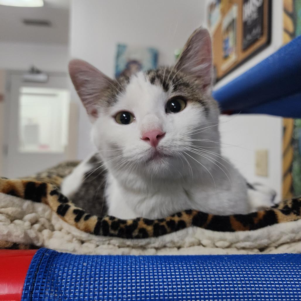 Enlarge Marty McFly, a Adoptable Domestic Short Hair in Dixon, IL image 1/1