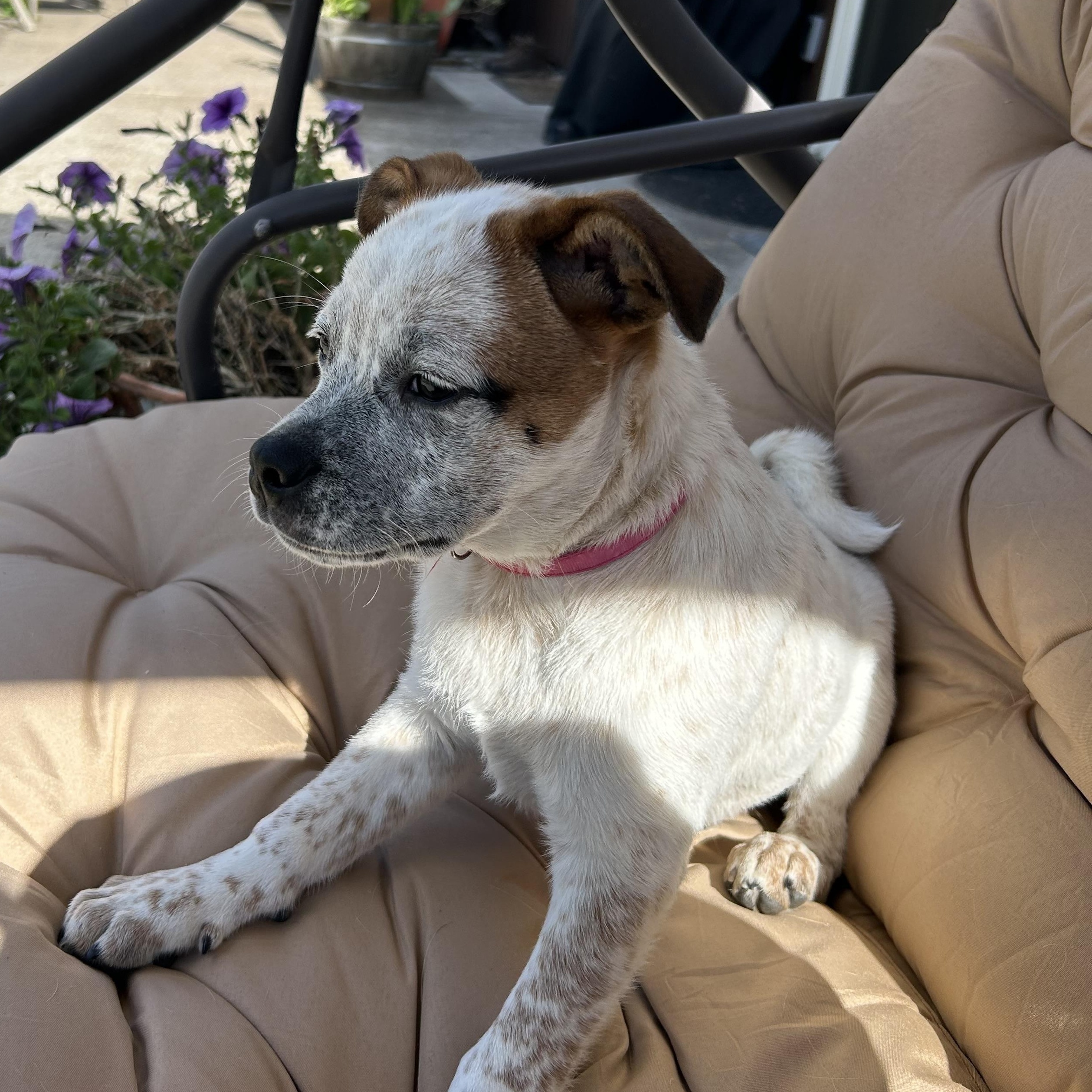 Enlarge Cream, a Adoptable mixed breed in Salem, OR image 3/5