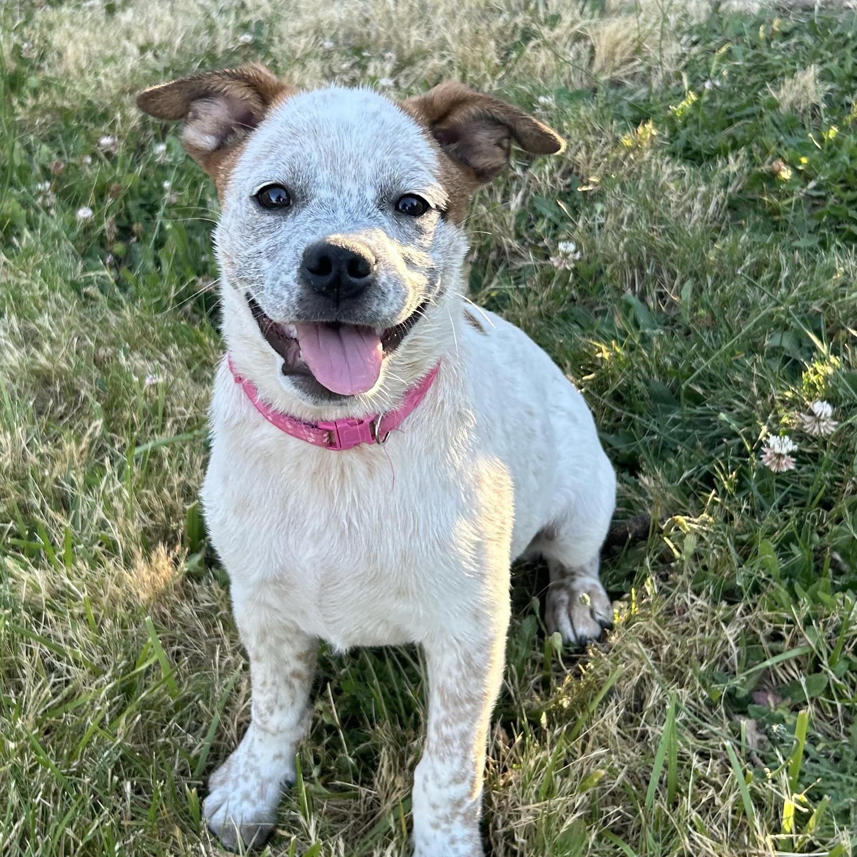 Cream, Adoptable, Puppy Female Cattle Dog & Pug.