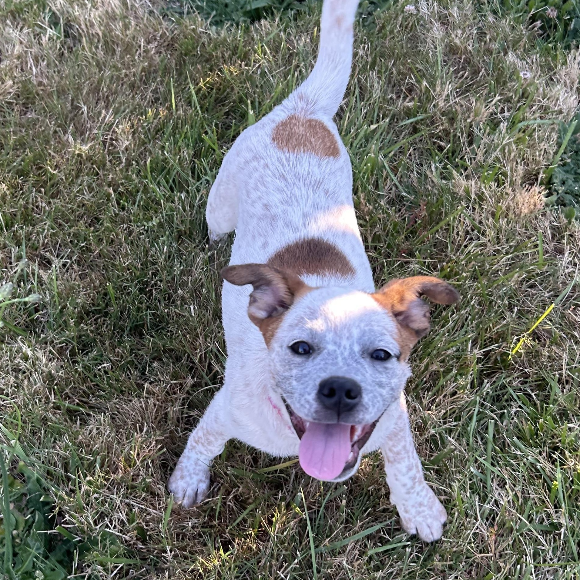 Enlarge Cream, a Adoptable mixed breed in Salem, OR image 4/5