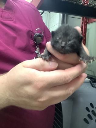 Milam, Adoptable, Kitten Male Domestic Short Hair & Domestic Short Hair.