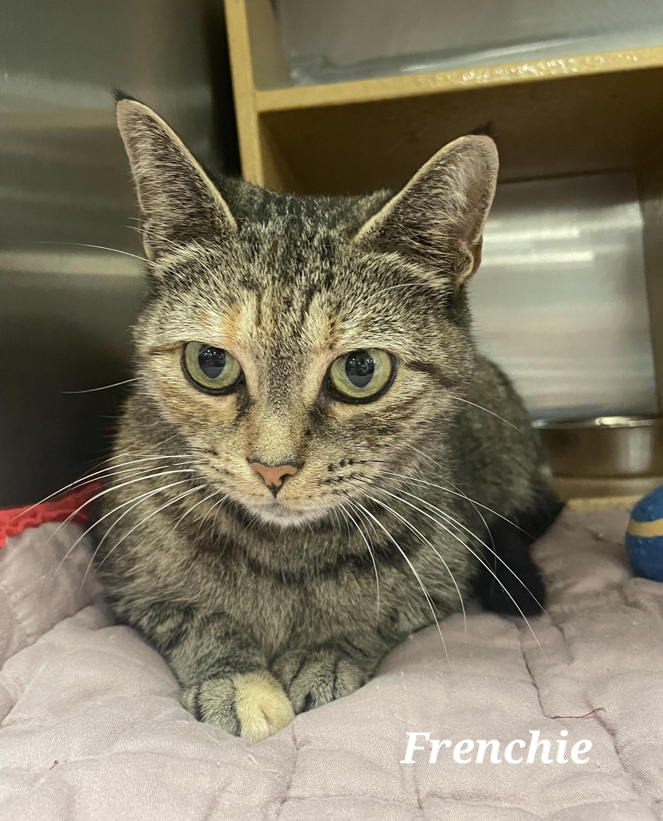 Enlarge Frenchie, a ADOPTABLE Domestic Short Hair in Morganton, NC image 2/3