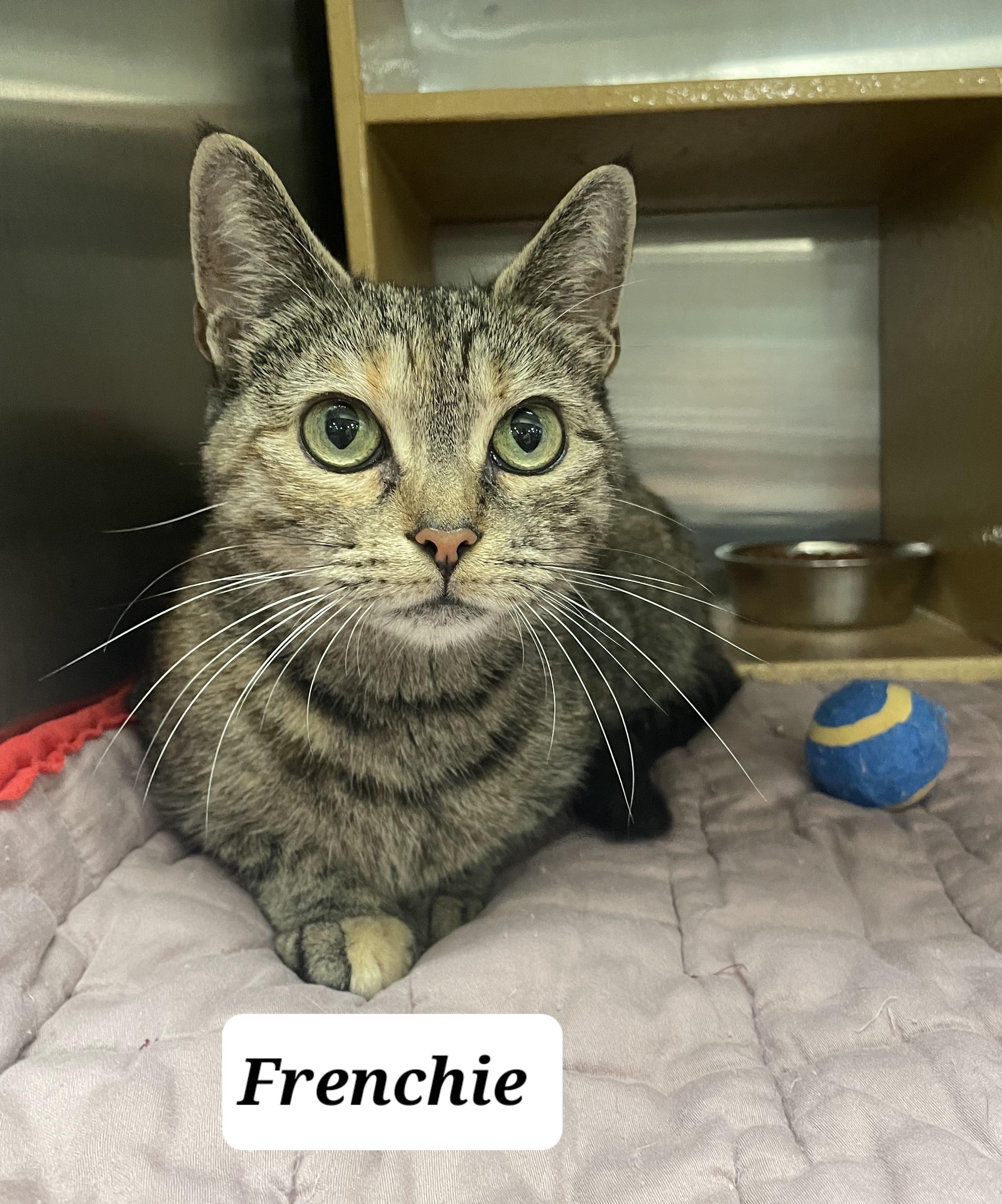 Frenchie, ADOPTABLE, Young Female Domestic Short Hair.