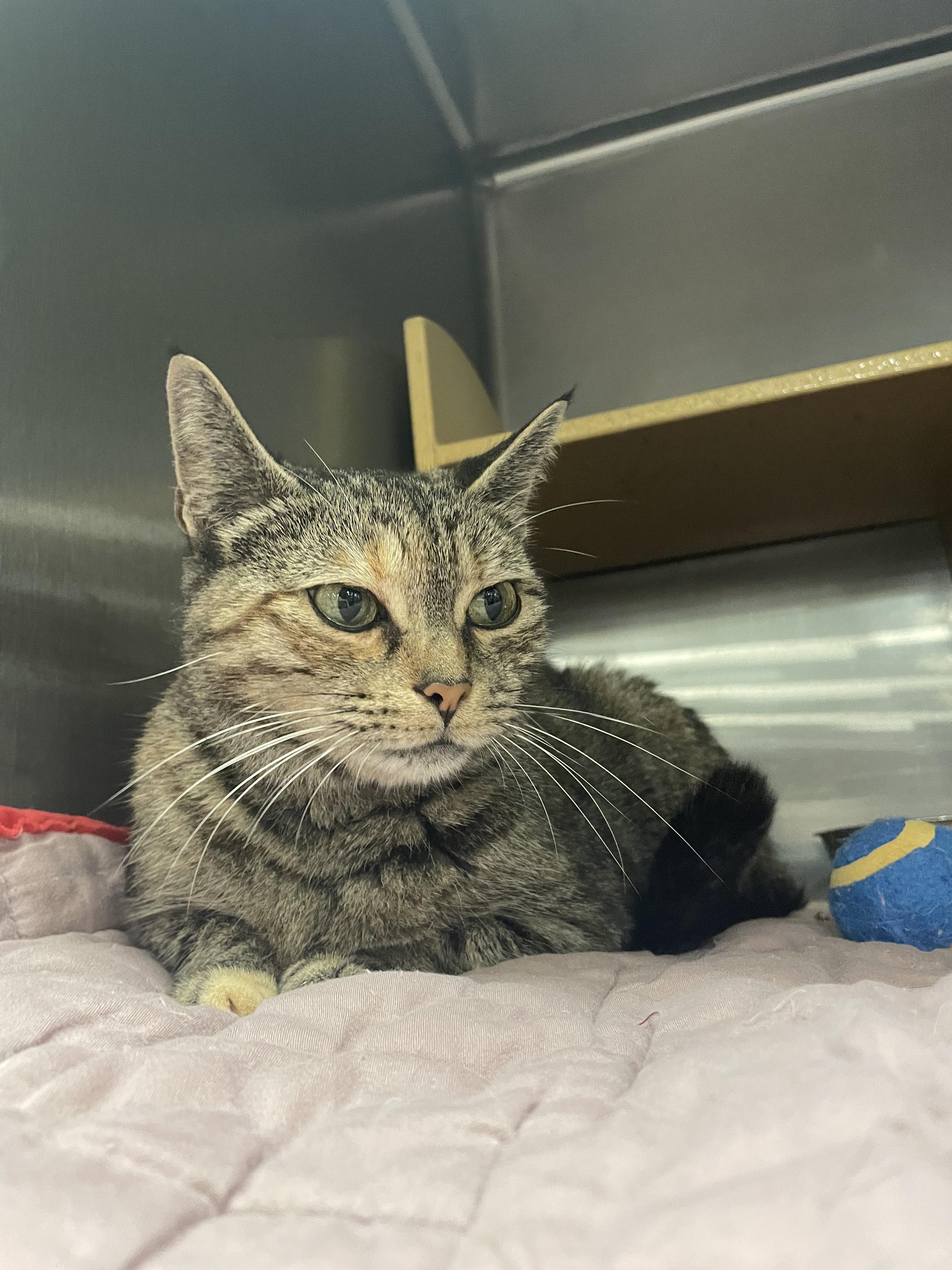 Enlarge Frenchie, a ADOPTABLE Domestic Short Hair in Morganton, NC image 3/3