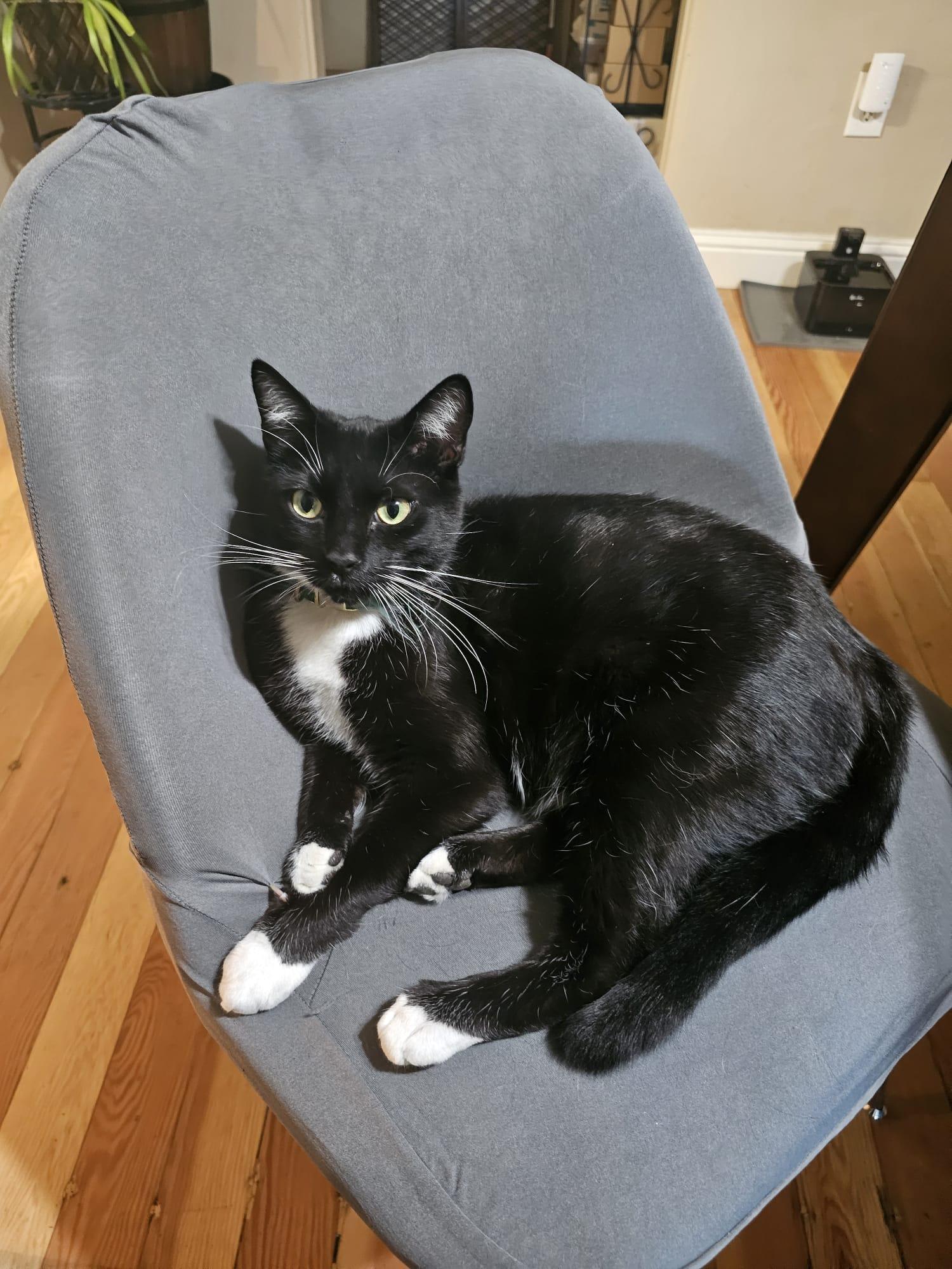 Merlin, an adopted mixed breed in San Jose, CA image 1/3