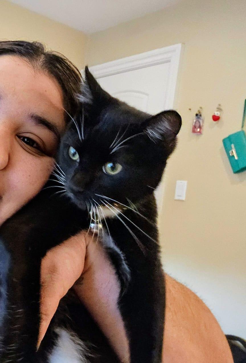 Merlin, an adopted mixed breed in San Jose, CA image 3/3