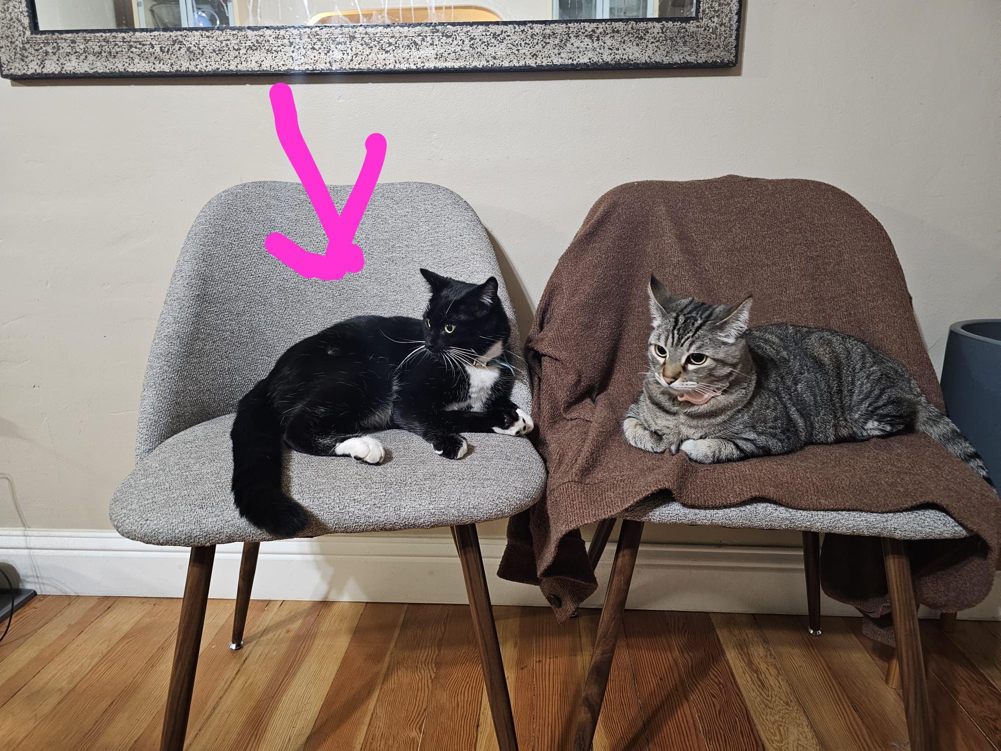 Merlin, an adopted mixed breed in San Jose, CA image 2/3