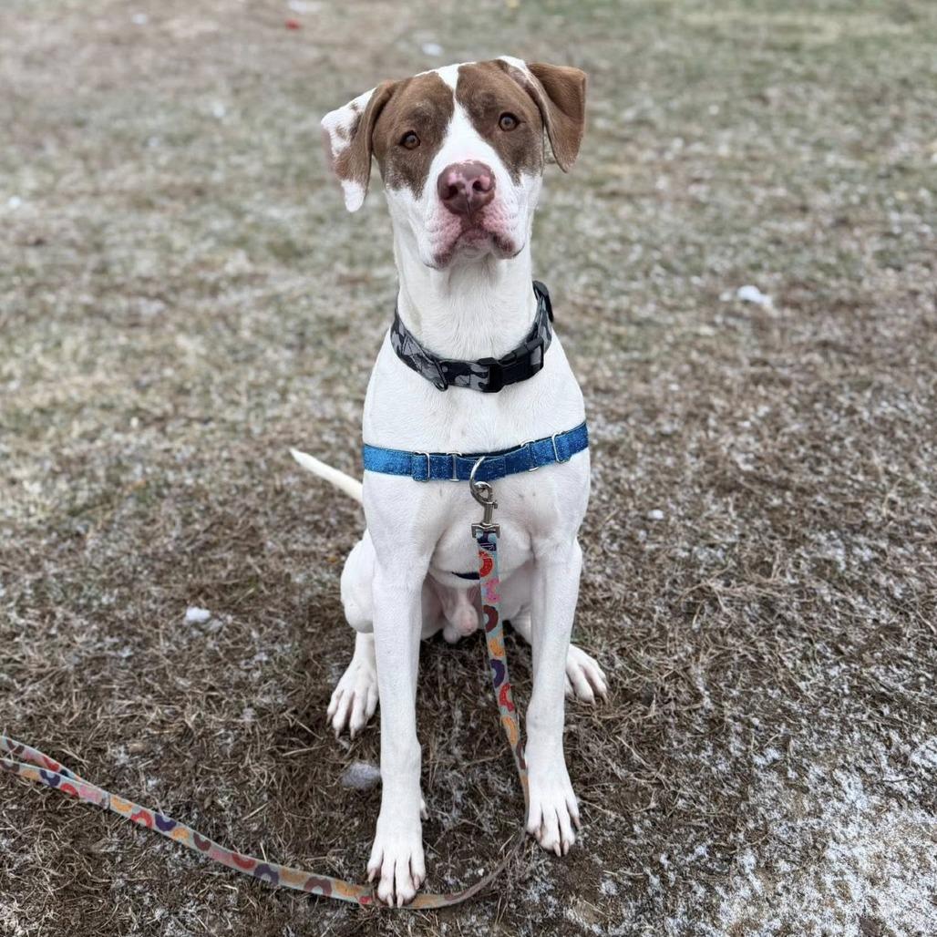 Evergreen, Adoptable, Adult Male Great Dane.