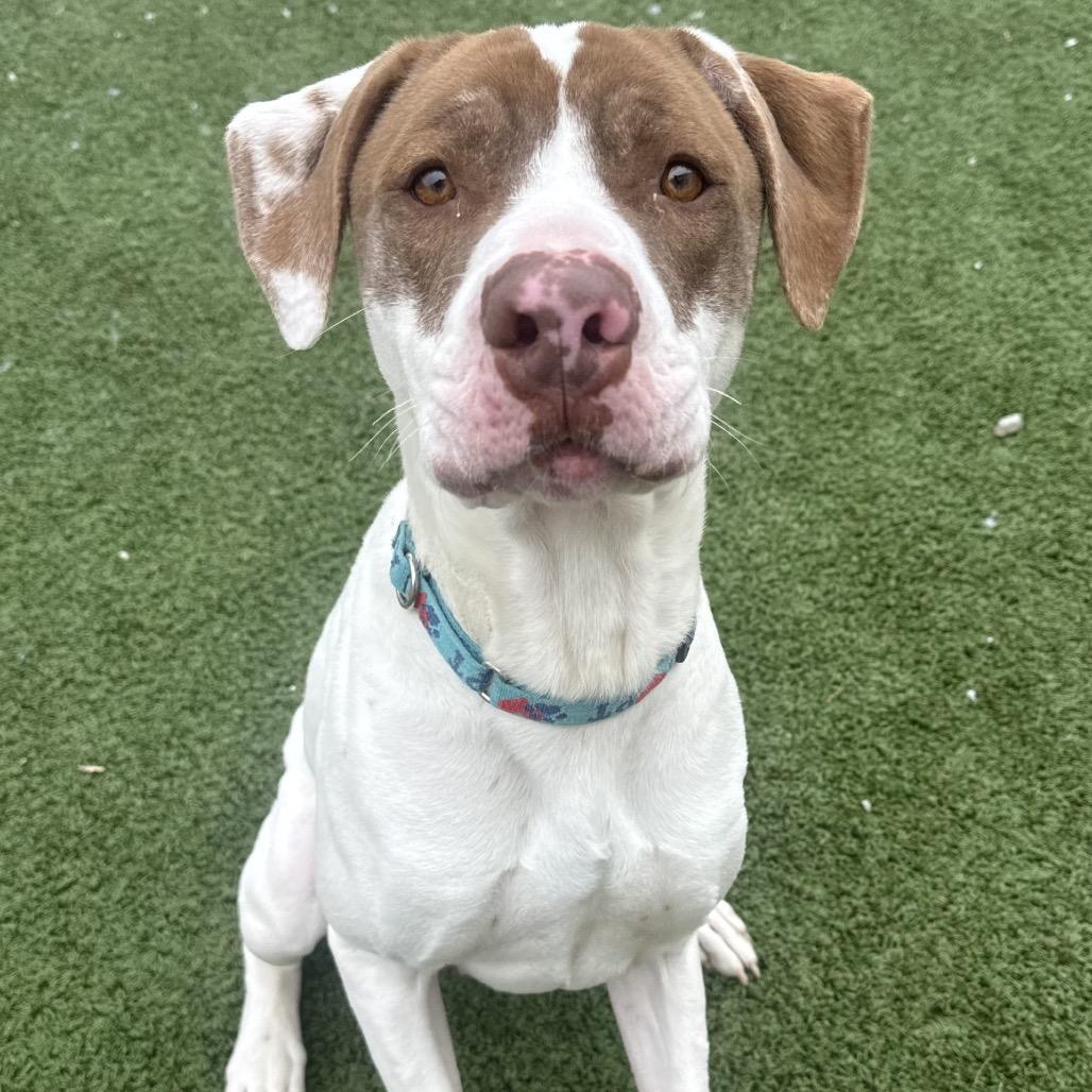 Enlarge Evergreen, a Adoptable mixed breed in Indianapolis, IN image 2/3