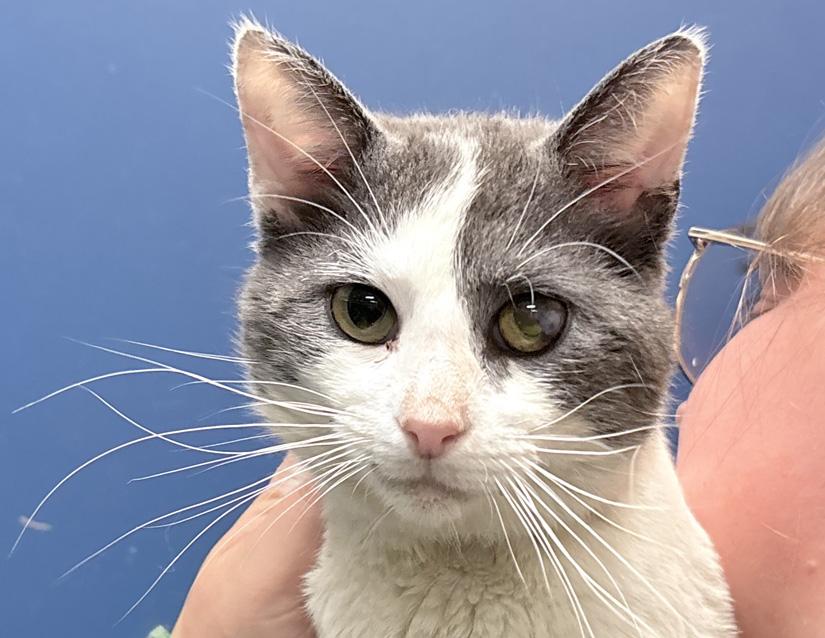 Meowzart, a ADOPTABLE Domestic Short Hair in Columbus, IN image 3/3