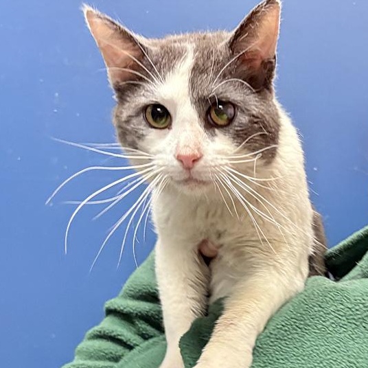 Meowzart, ADOPTABLE, Adult Male Domestic Short Hair.