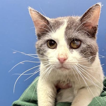 Meowzart, a ADOPTABLE Domestic Short Hair in Columbus, IN image 2/3