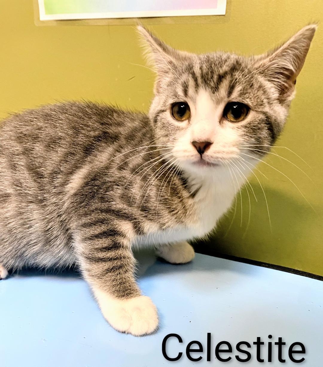 Enlarge Celestite, a Adoptable Domestic Short Hair in Binghamton, NY image 1/1